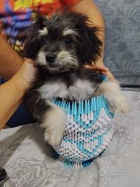 Maltipoo toy