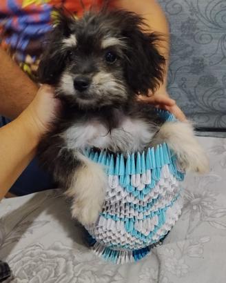 Maltipoo toy