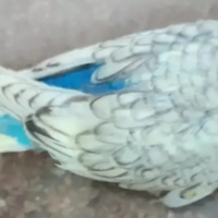 Cocoriti allevati a mano