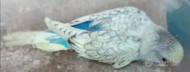 Cocoriti allevati a mano