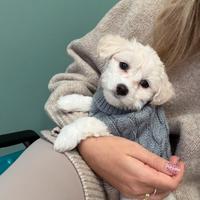 Cucciola di maltese di 3 mesi