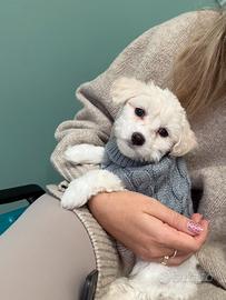 Cucciola di maltese di 3 mesi