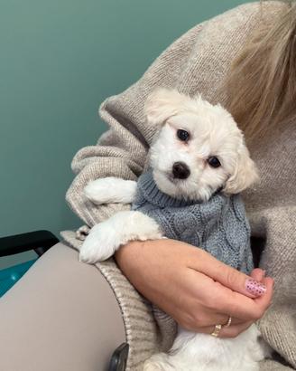 Cucciola di maltese di 3 mesi