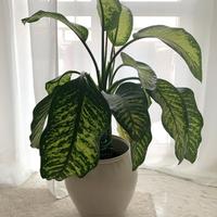 Dieffenbachia - pianta tropicale da interno