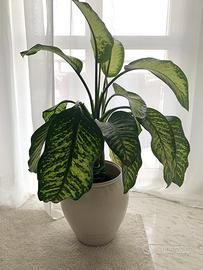 Dieffenbachia - pianta tropicale da interno