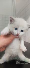 Cuccioli di gatto razza Ragdoll