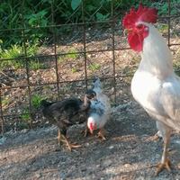 Gallinelle nane