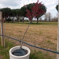 pianta Prunus