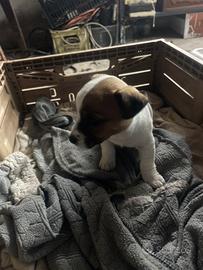 Vendita femminuccia jack russel terrier