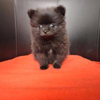 Spitz di pomerania femmina