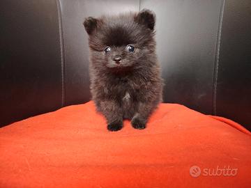 Spitz di pomerania femmina