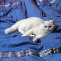 British shorthair stupendo colore Chincilla