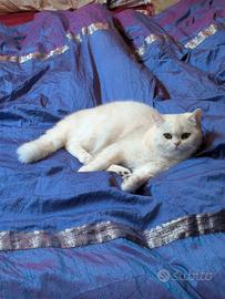British shorthair stupendo colore Chincilla