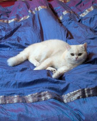 British shorthair stupendo colore Chincilla