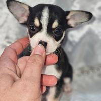 Chihuahua chiwawa cucciolo