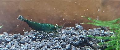 Neocaridine Green Jade OE (Green demon)