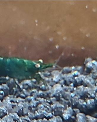 Neocaridine Green Jade OE (Green demon)