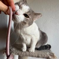 Adozione Gatte europee mamma e figlia