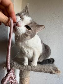 Adozione Gatte europee mamma e figlia