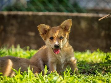 Cuccioli Corgi pembroke
