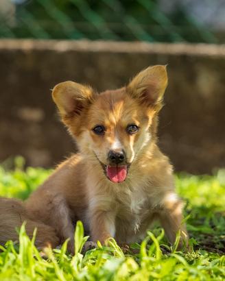 Cuccioli Corgi pembroke