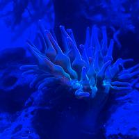 Anemone quadricolor
