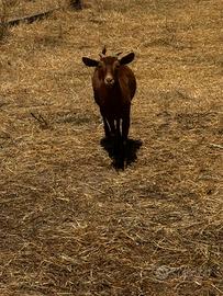 Capra