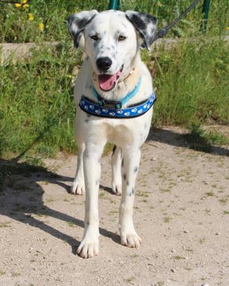 Spot vuole andare a casa