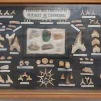 collezione di fossili fosfati marocchini 