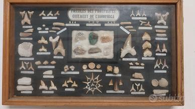 collezione di fossili fosfati marocchini 