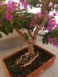 bonsai buganvilla in piena fioritura