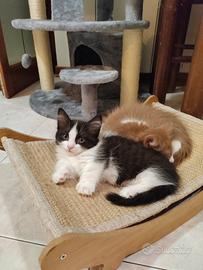 Gattina Munchkin