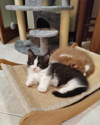Gattina Munchkin