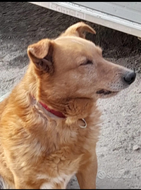 Meticcio cresciuto con pastore tedesco