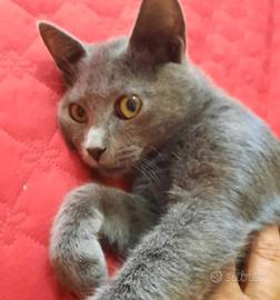 Cuccioloni Razza Certosina