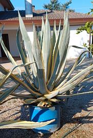Agave americana