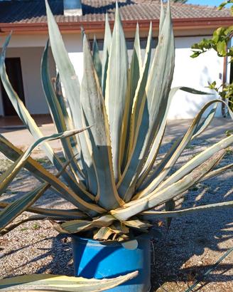 Agave americana