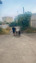 Mini pony