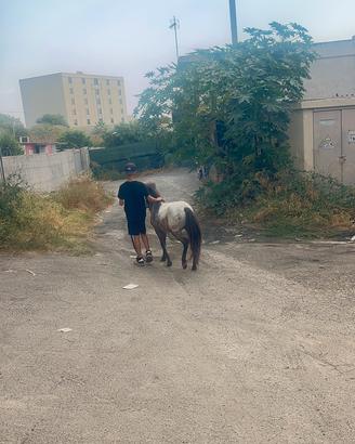 Mini pony
