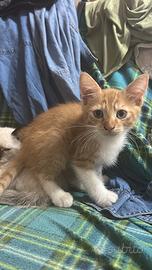 Disponibile cucciolo rosso gattino