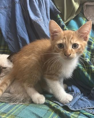 Disponibile cucciolo rosso gattino