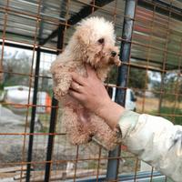 Barboncino Toy minuscolo