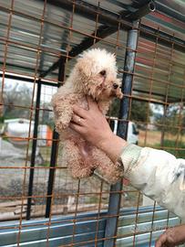 Barboncino Toy minuscolo