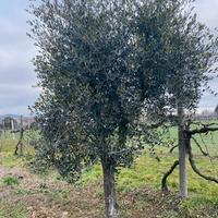 olivo da giardino