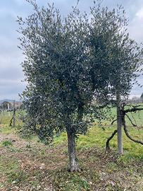 olivo da giardino