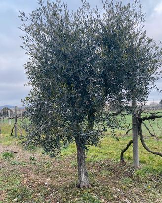 olivo da giardino