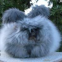 Coniglio angora inglese