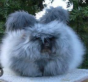 Coniglio angora inglese