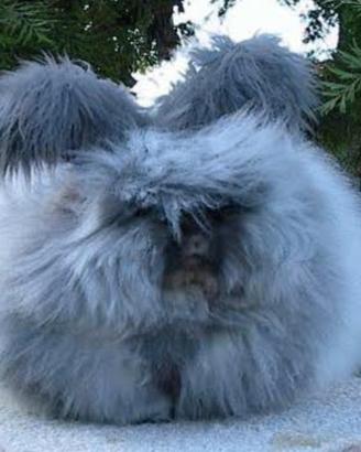 Coniglio angora inglese