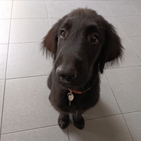 Ultimi Retriever disponibili